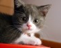 Kenapa Kucing Kalau Dipanggil “PUS” Noleh?